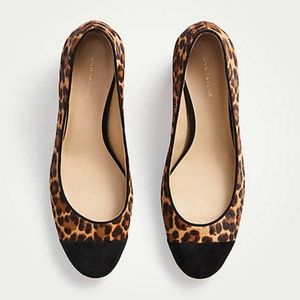 NIB Ann Taylor Odelia Leopard Haircalf Cap Toe‎ Heels